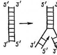 Редупликация днк, ее механизмы Последовательности происходит процесс редупликации днк